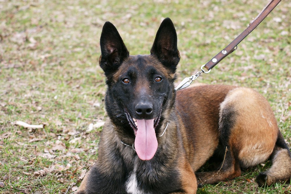 belgischer-sch-ferhund-malinois-mix